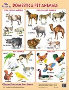 Navneet Domestic & Pet Animals