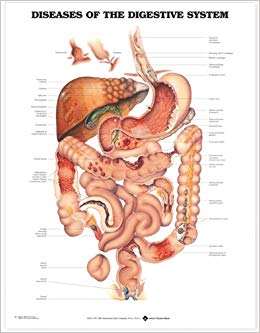 Navneet Wall Chart Human Digestive System