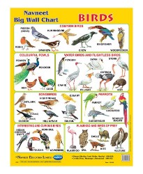 Navneet Happy Wall Charts Birds