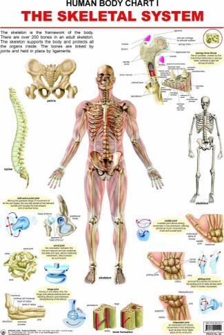 Dreamland The Skeletal System Hanging Chart