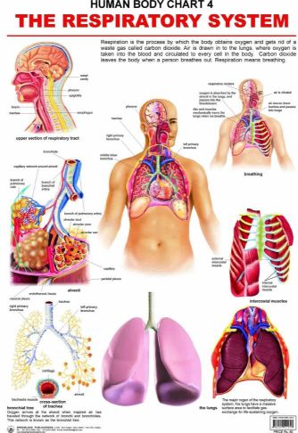 Dreamland The Respiratory System Hanging Chart