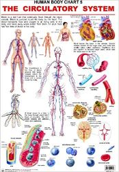 Dreamland The Circulatory System Hanging Chart