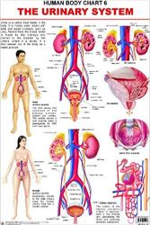 Dreamland The Urinary System Hanging Chart