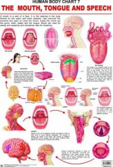 Dreamland The Mouth, Tongue & Speech Hanging Chart