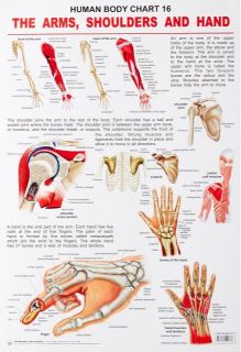 Dreamland The Shoulders, Arms & Hand Hanging Chart