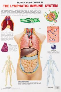 Dreamland The Lymphatic/Immune System Hanging Chart