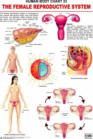 Dreamland The Female Reproductive System Hanging Chart