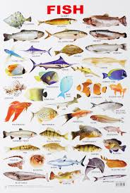 Dreamland Fish Hanging Chart