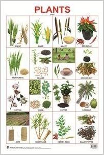 Dreamland Plants Hanging Chart